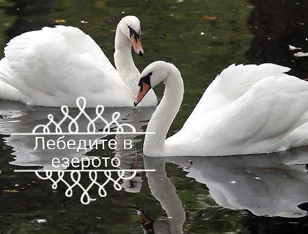 д и в 1 - D & V 1